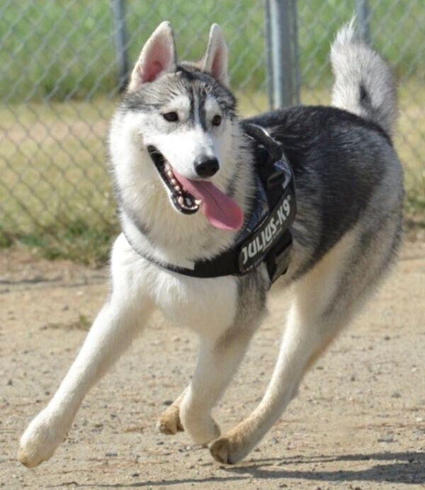 走るサファイアくん