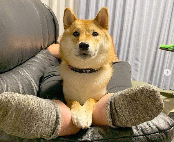 柴犬の豆吉ちゃん