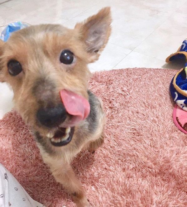 元保護犬・サブレくん