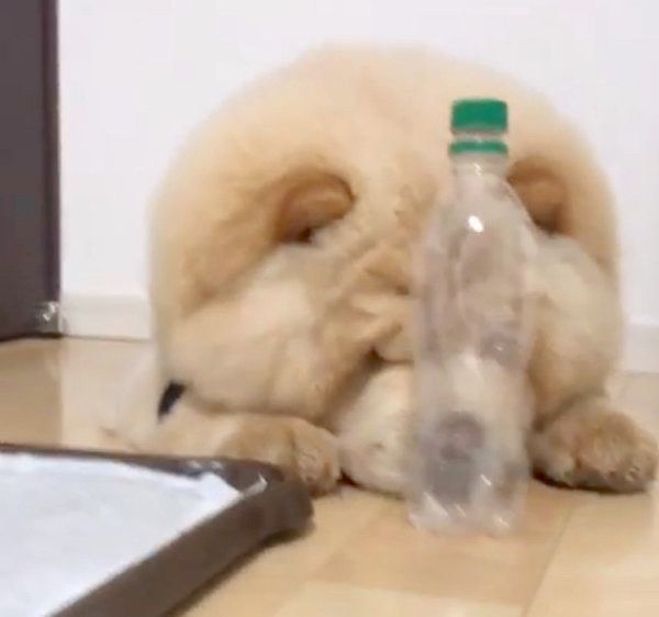 「ボトルキャップチャレンジ」に挑戦するチャウ・チャウ