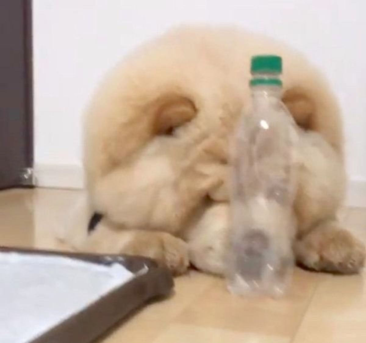 ボトルキャップチャレンジ に挑む犬 まさかの方法で見事成功 いぬのきもちweb Magazine ボトルキャップチャレンジ に挑む犬 まさかの方法で見事成功 いぬのきもちweb Magazine