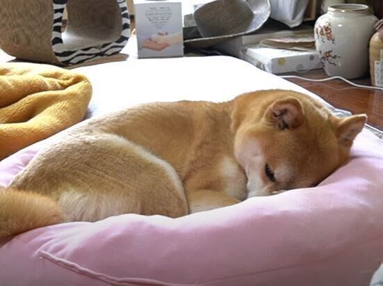 柴犬　ハナちゃん