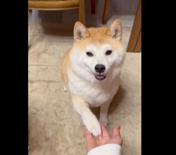 オテをするこんちゃん