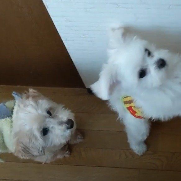 部屋に入れてほしいワンコたち♡