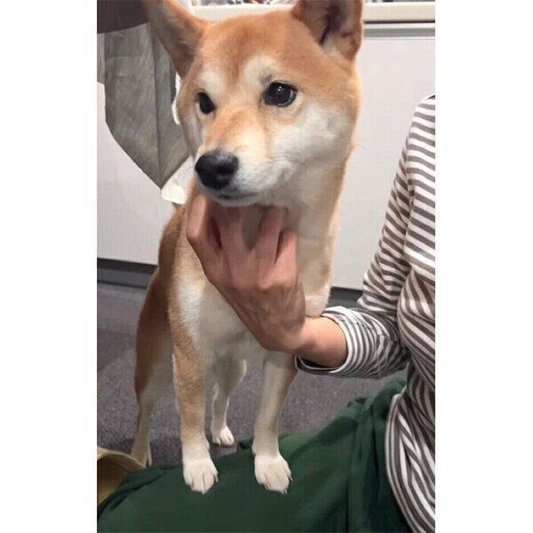 かまってちゃんなすずちゃん