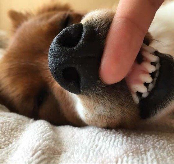 綺麗な歯のmix（雑種）中型犬