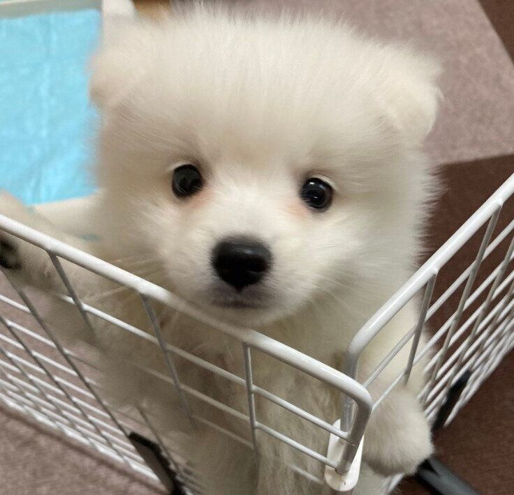 立ち上がって飼い主さんを見つめるテミーちゃん