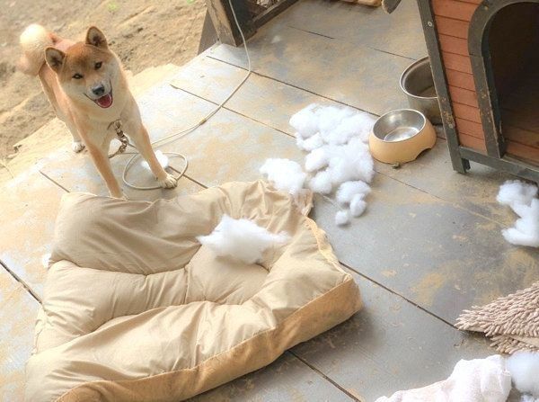 イタズラ後に笑顔を見せるそらくん