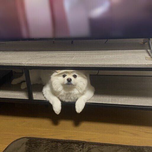 テレビ台の隙間から飼い主さんを見つめるりんくん