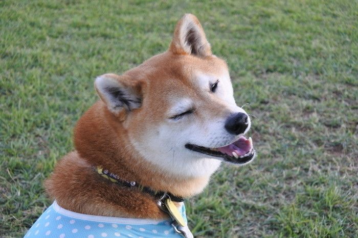 柴犬マロたん 日傘わんこのすすめ 犬もuv対策する時代 いぬのきもちweb Magazine