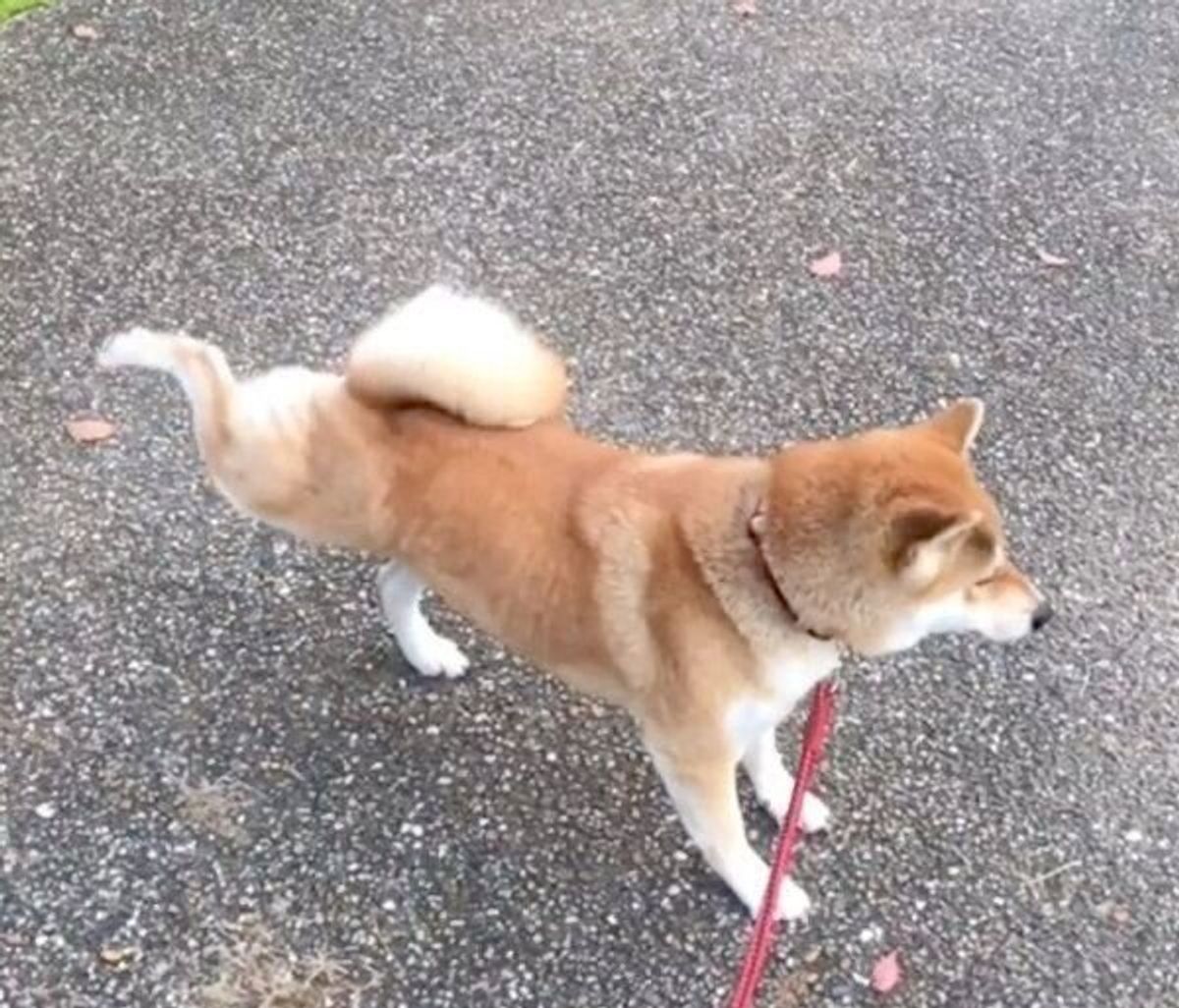 ウンチ後に後ろ足を蹴り上げる柴犬 スローで見ると意外な事実が 愛らしい姿に癒される いぬのきもちweb Magazine ウンチ後に後ろ足を蹴り上げる柴犬 スローで見ると意外な事実が 愛らしい姿に癒される いぬのきもちweb Magazine