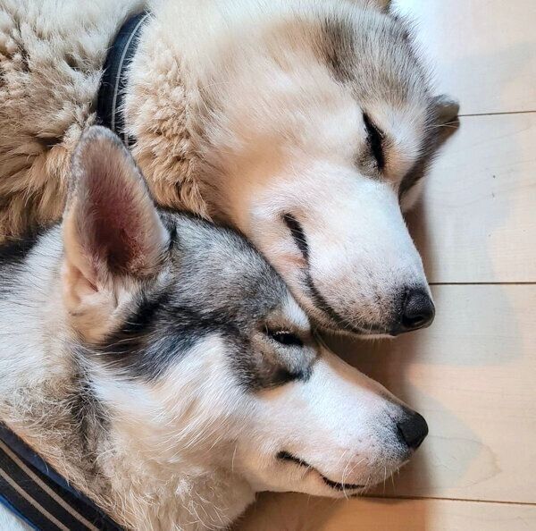 寄り添って眠るロキちゃんとラリマーちゃん