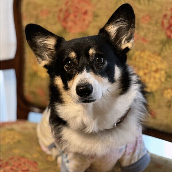 シニア犬の目が白くなる核硬化症ってなに? 白内障との違いを獣医師に聞いてみた いぬのきもち