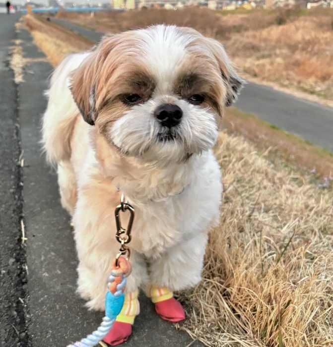 「早く帰りたい」と言わんばかりの表情をするてんまるくん