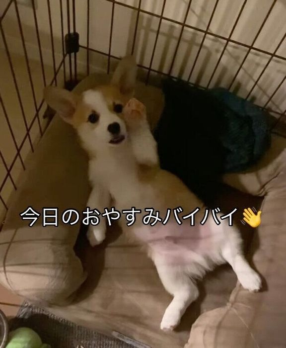 まるで「バイバイ」と言うように足を動かすトニくん