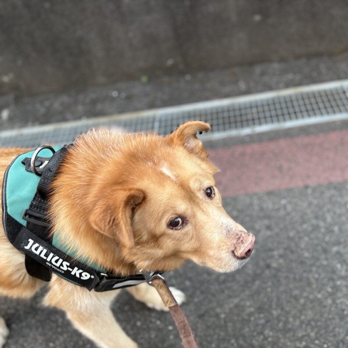 道路を歩くファーくん