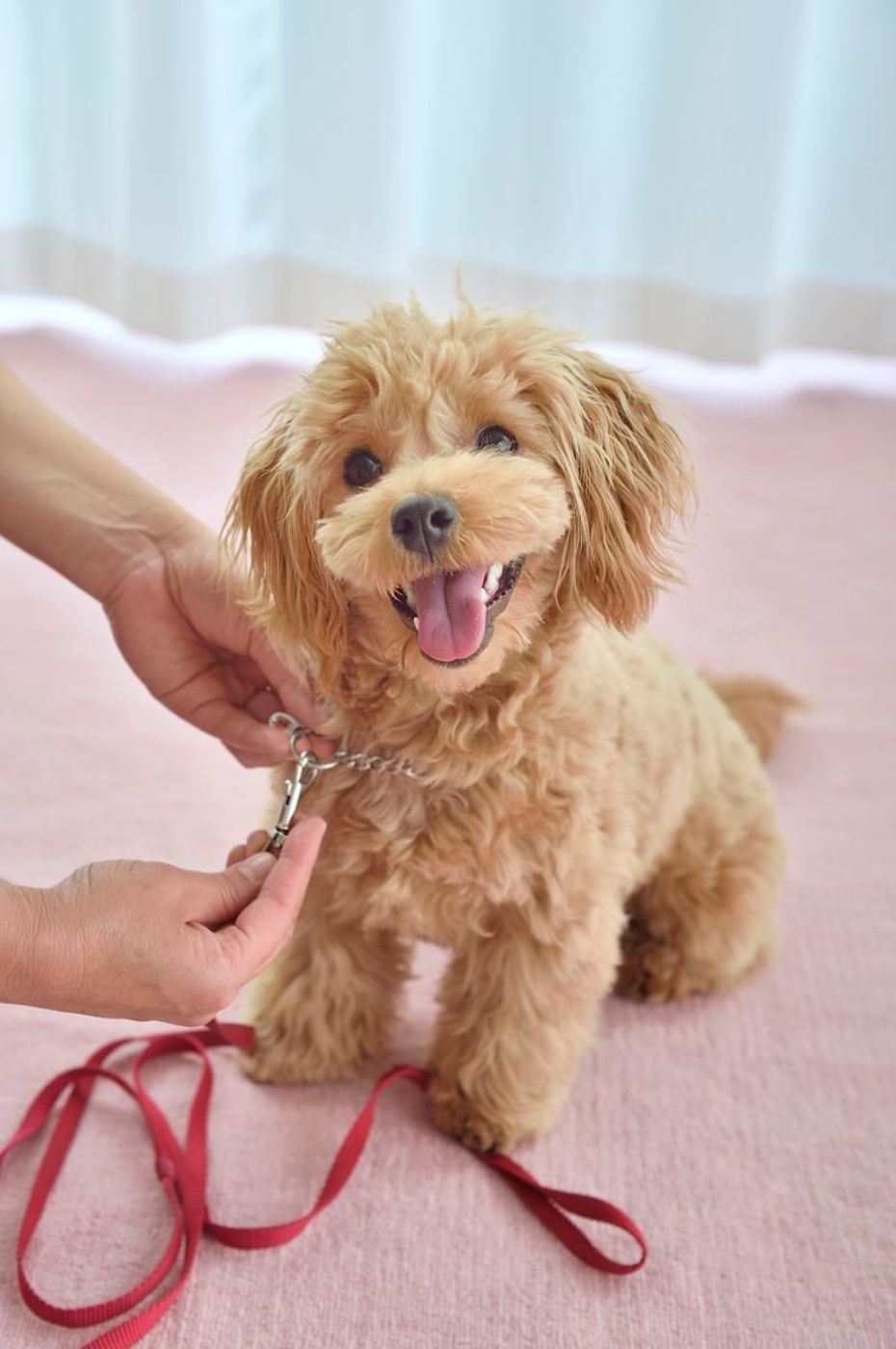 オイデ オイデ オイデ はng 愛犬の基本のしつけを成功させるコツって いぬのきもちweb Magazine オイデ オイデ オイデ はng 愛犬の基本のしつけを成功させるコツって いぬのきもちweb Magazine