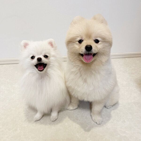 笑顔が可愛いぺこちゃん、ころすけくん