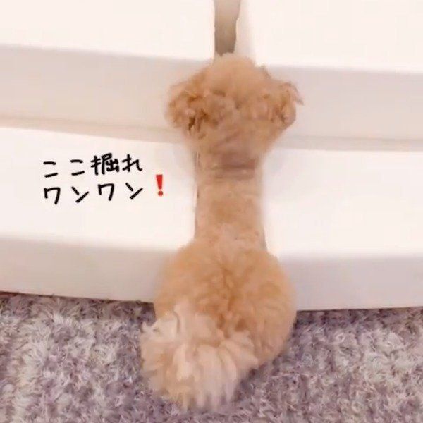 ここ掘れワンワンなトイ・プードル