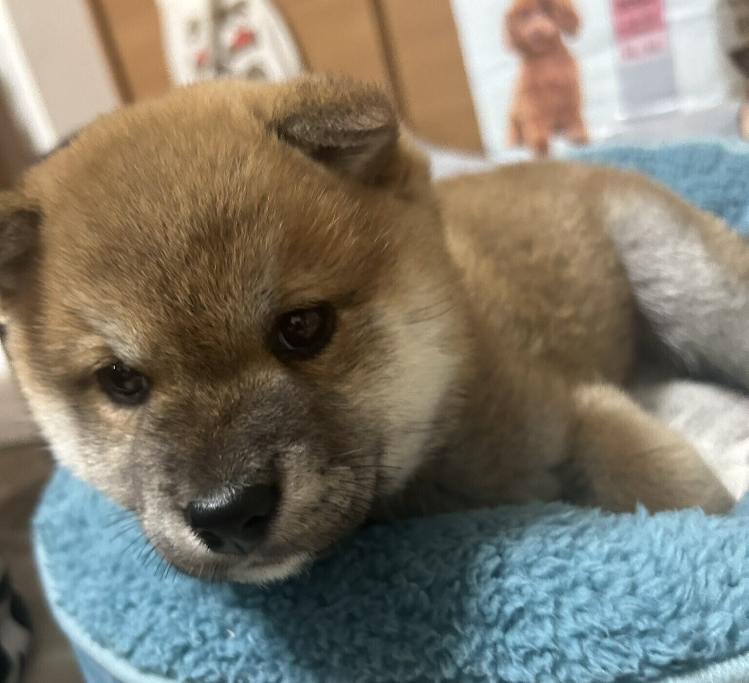 生後2カ月半の柴犬