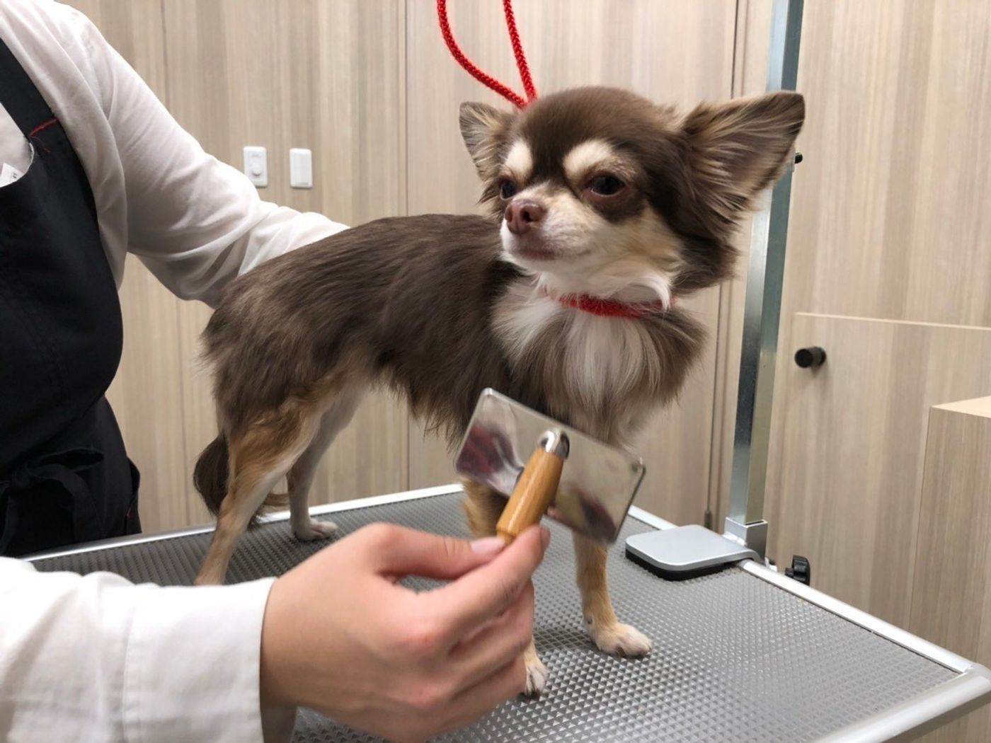 体験 舞浜 シェラトンの高級スイートで 愛犬と最高の一日を いぬのきもちweb Magazine 体験 舞浜 シェラトンの高級スイートで 愛犬と最高の一日を いぬのきもちweb Magazine