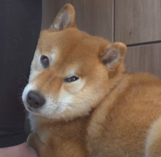 寝づらそうなハチくん