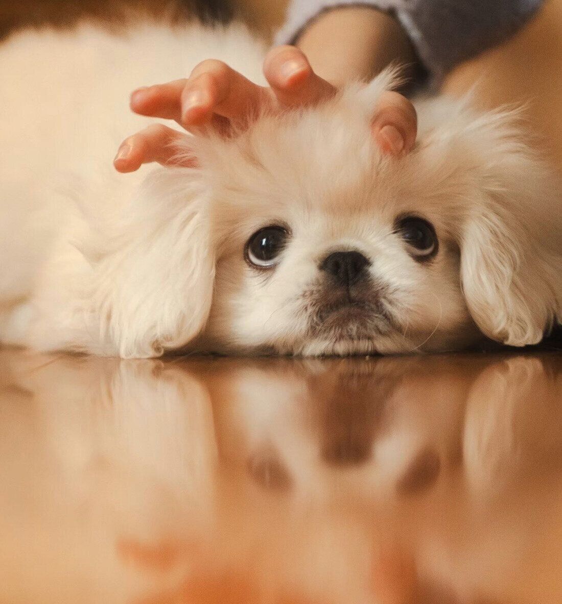 アンニュイな憂い顔が可愛いぺたろーくん