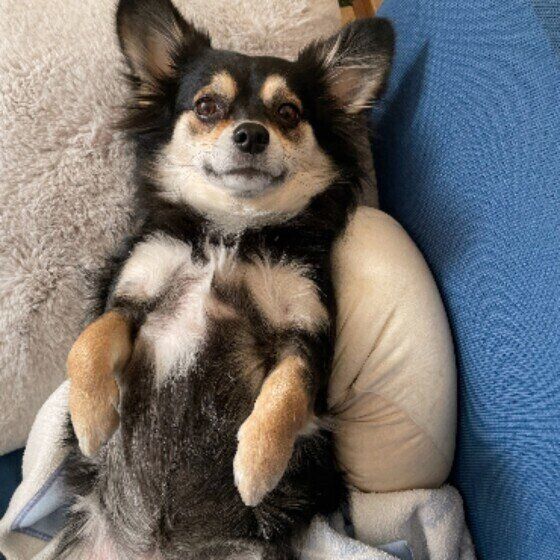 犬が痛みを感じているストレスサインとは？