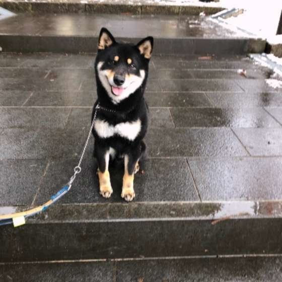 黒柴のココアくん