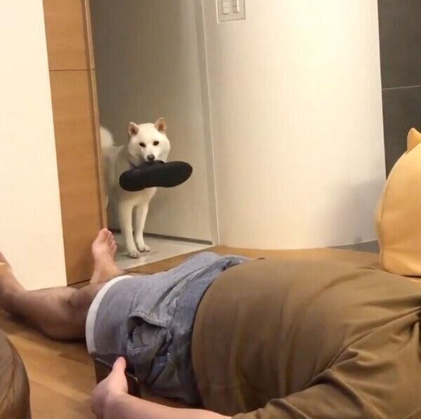 靴をくわえるしらたまちゃん