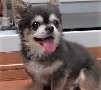 チワワ　ラズおじさん