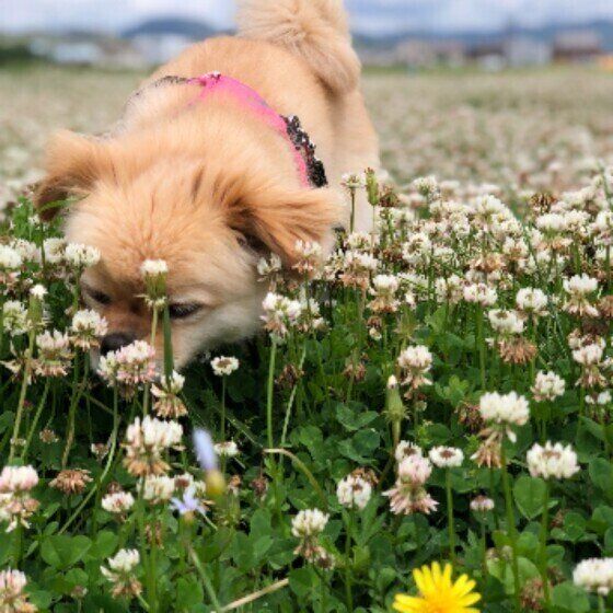 ニオイを嗅ぐ犬