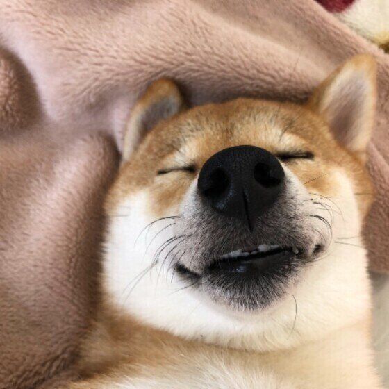 これだけは外せない！  愛犬の暑さ対策とは？ いぬのきもち