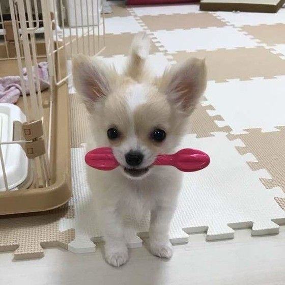 おもちゃ大好き