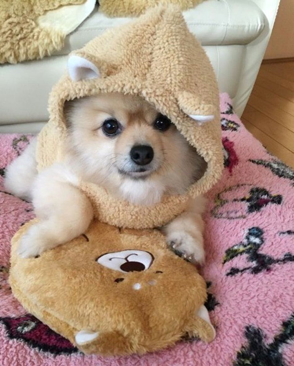 プチプラで激カワ 即買い必須 3コインズ 犬グッズをご紹介 いぬのきもちweb Magazine プチプラで激カワ 即買い必須 3コインズ 犬グッズをご紹介 いぬのきもちweb Magazine