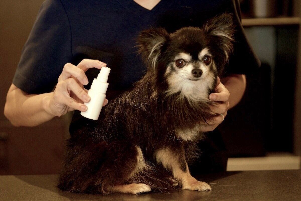 ReFa ファインバブルシリーズ　ReFa ファインバブル　犬　愛犬　シャワーヘッド　スキンケア発想