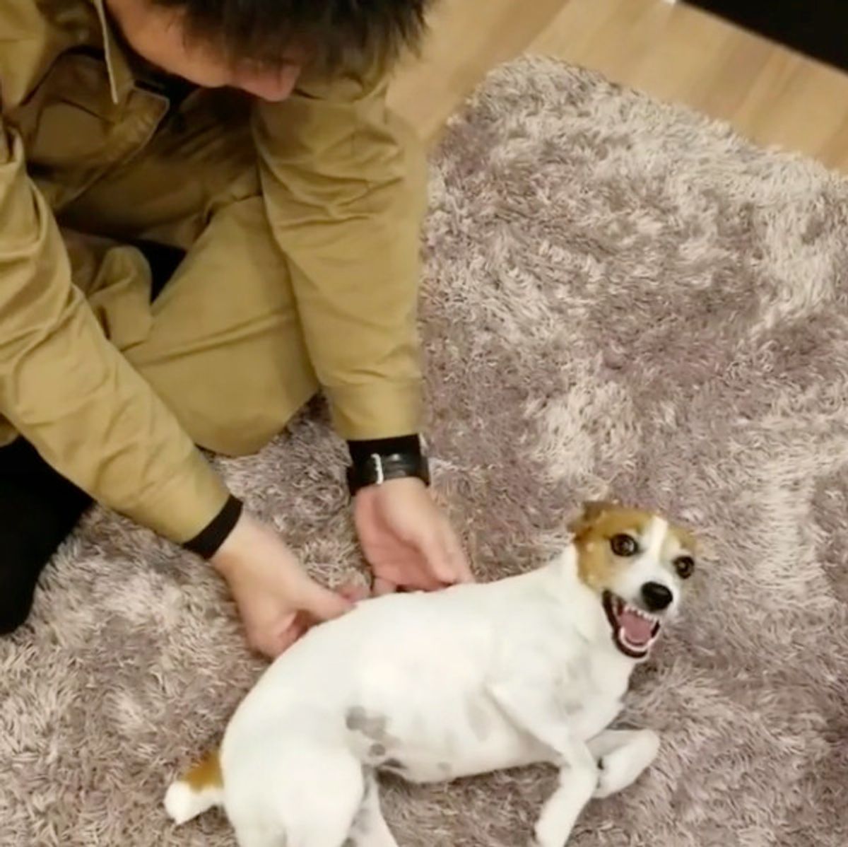 パパが大好きすぎて 歓喜の舞を踊るワンコの喜びっぷりがスゴイ いぬのきもちweb Magazine パパが大好きすぎて 歓喜の舞を踊るワンコの喜びっぷりがスゴイ いぬのきもちweb Magazine