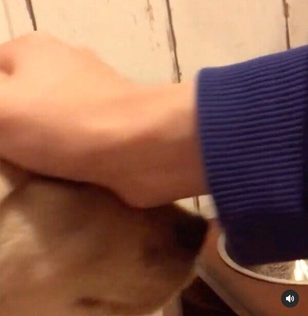 「待て」を特訓している子犬時代のモッシュくん