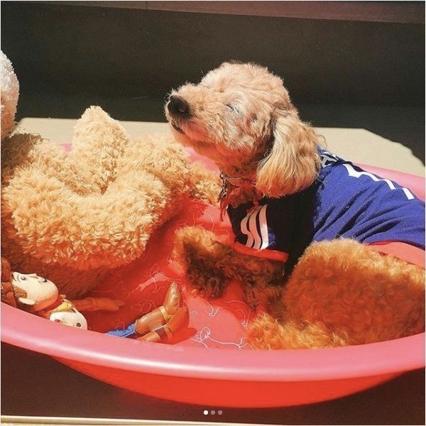 トイ・プードル