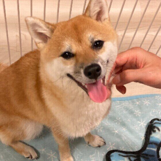 柴犬の心毬ちゃん