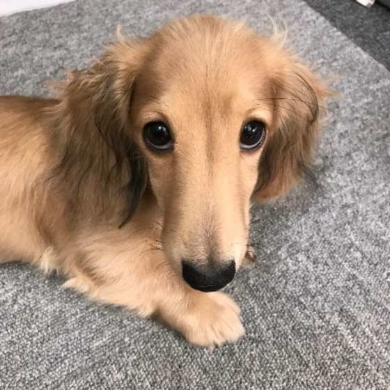 上目遣いをするミニチュア・ダックスフンド