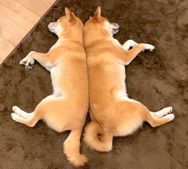 背中を合わせて眠るわさびくんともずくくん