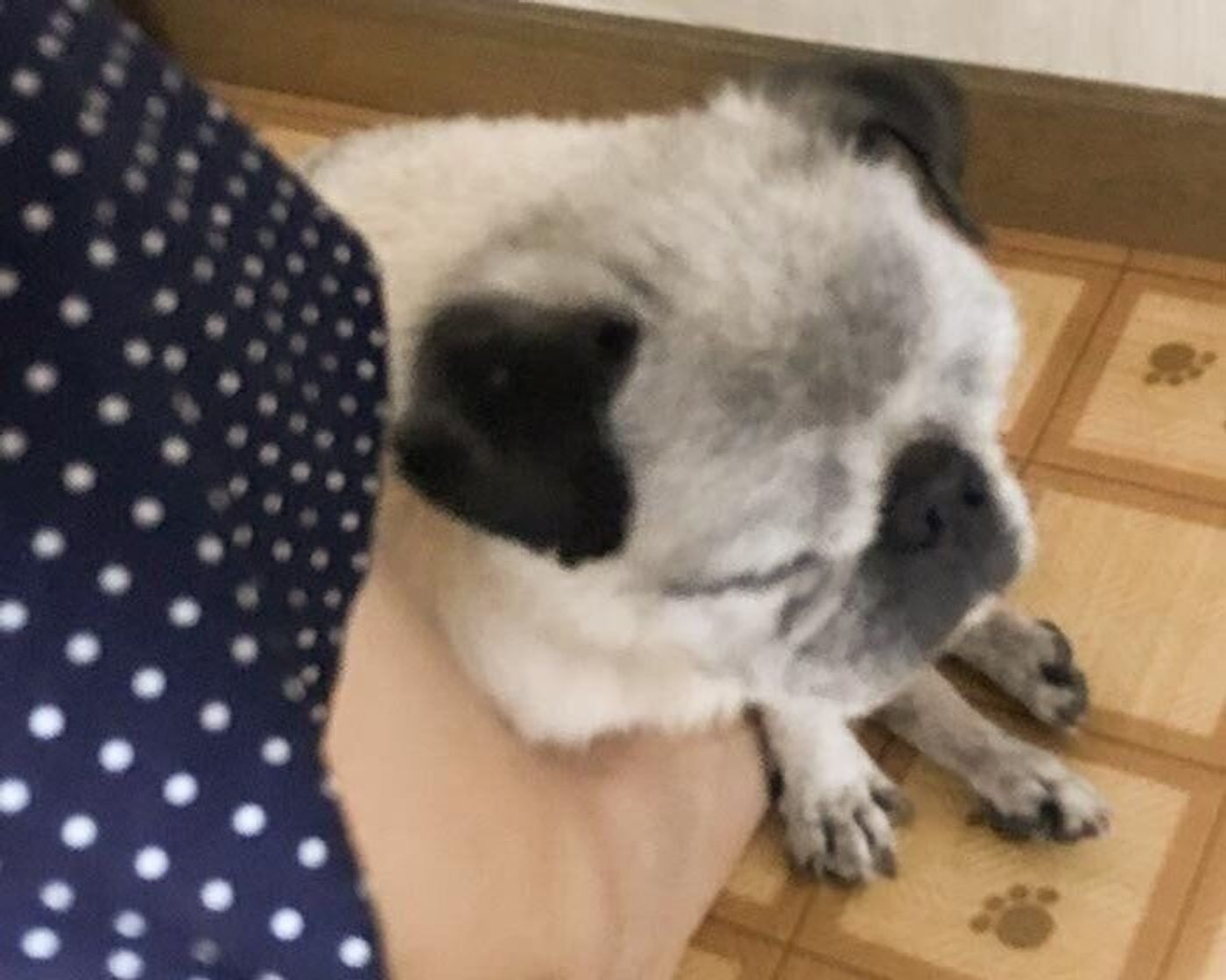 困っちゃう 足の上で眠るパグ犬 連載 パグ犬 めー Vol 119 いぬのきもちweb Magazine 困っちゃう 足の上で眠るパグ犬 連載 パグ犬 めー Vol 119 いぬのきもちweb Magazine