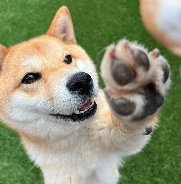 肉球もかわいい承太郎くん