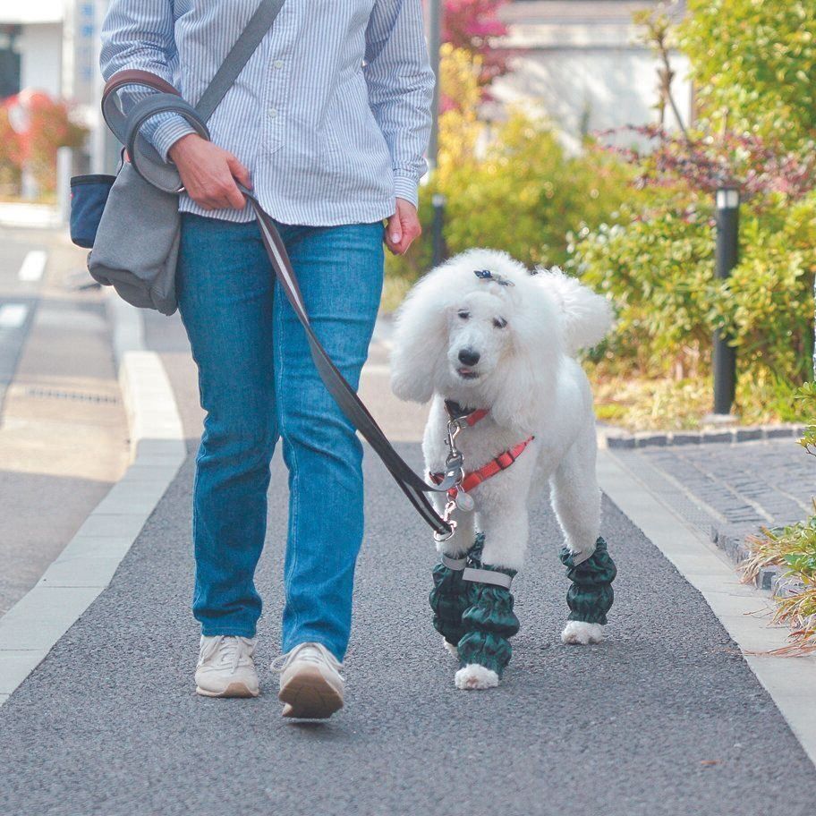 今は１日２回、約40分の散歩が楽しめるように。きちんとYさんの左について歩くマーリちゃん。散歩時には必ず緊急用の抗てんかん薬を携帯