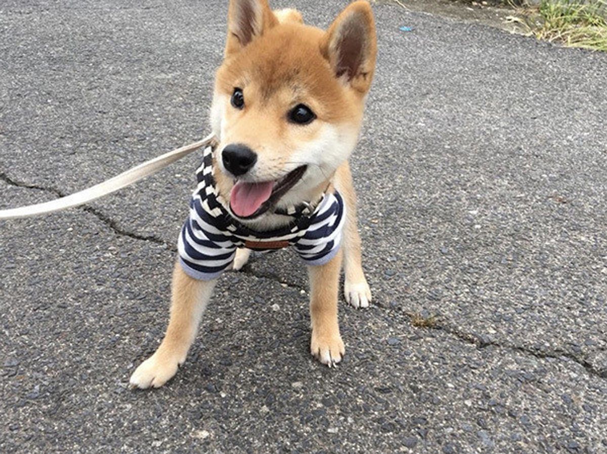 甘く見ちゃダメ 愛犬の散歩を怠る 3つのリスク とは いぬのきもちweb Magazine 甘く見ちゃダメ 愛犬の散歩を怠る 3つのリスク とは いぬのきもちweb Magazine