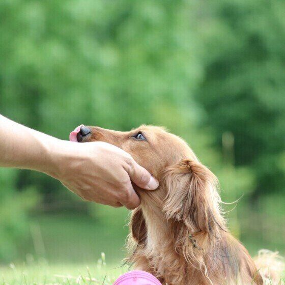 ミニチュア・ダックスフンドのユリアちゃん