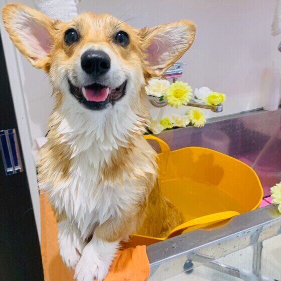 ウェルシュ・コーギー・ペンブロークのルアナちゃん