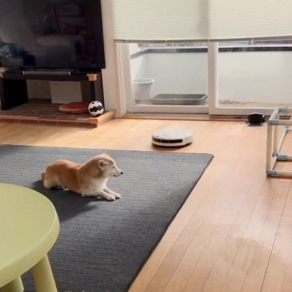 柴犬のリリコちゃん