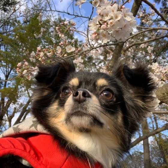 桜とチワワ